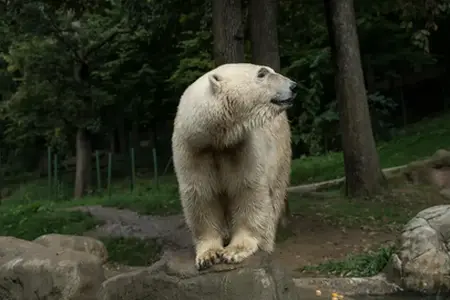 Mundësitë e transportit në autostradë në Çeki me vinjetë